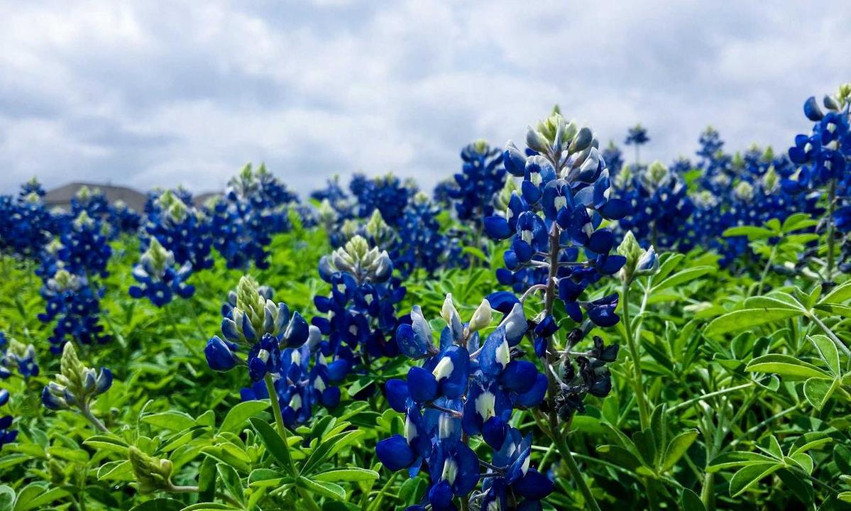 family communication 1